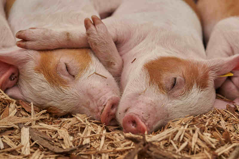farm animals 