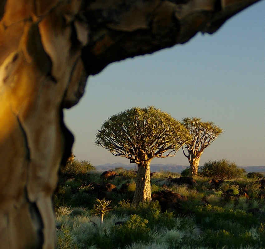 namibia wald