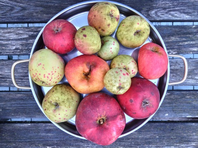 Nationaler Tag der bedrohten Arten in Australien