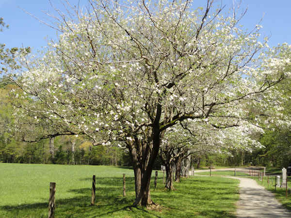 Bl&uuml;ten Hartriegel