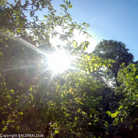 sonne im wald