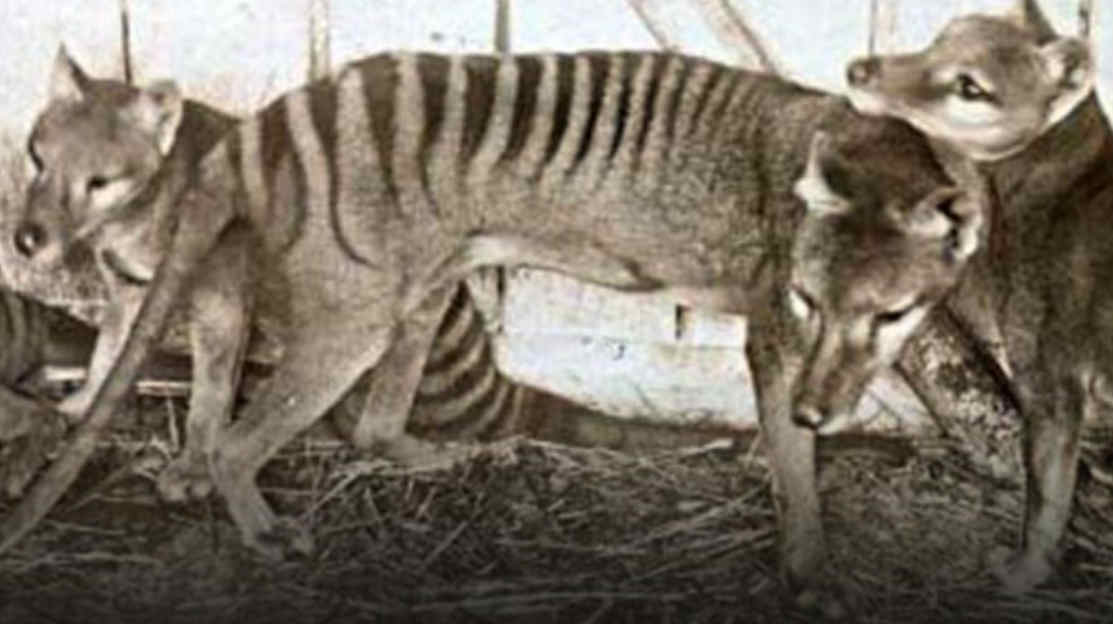 Nationaler Tag der bedrohten Arten in Australien