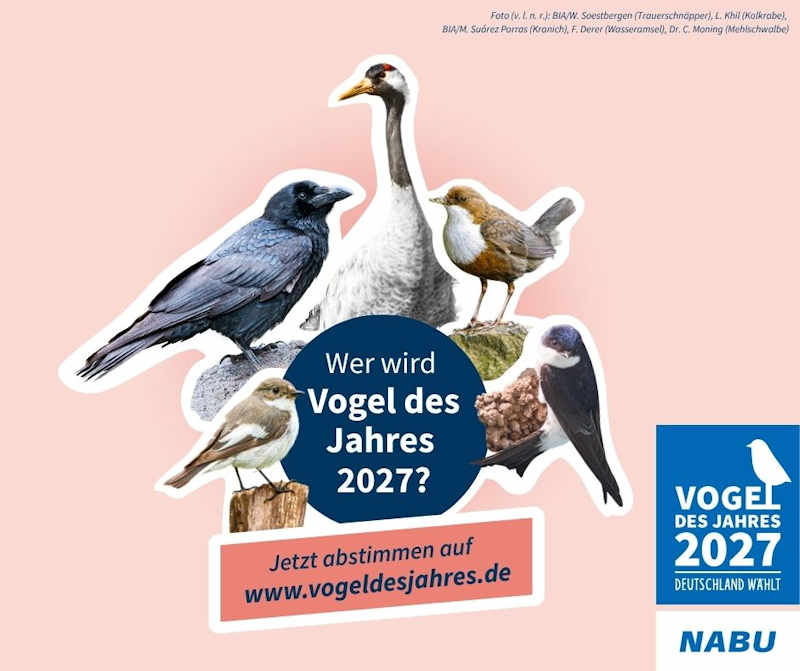 vogel des Jahres